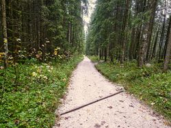 Weg im Wald