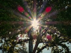 Baum im Sonnenlicht