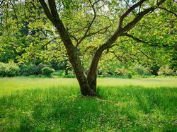 Baum vor Blumenwiese
